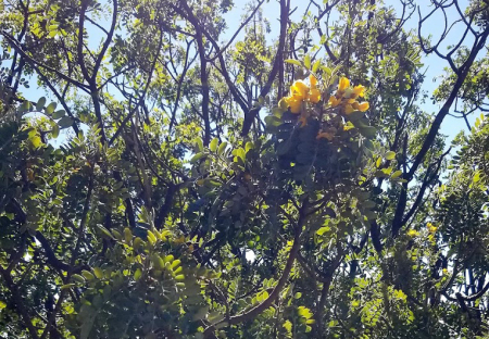 Mamane-Tree-Yellow-Flowers